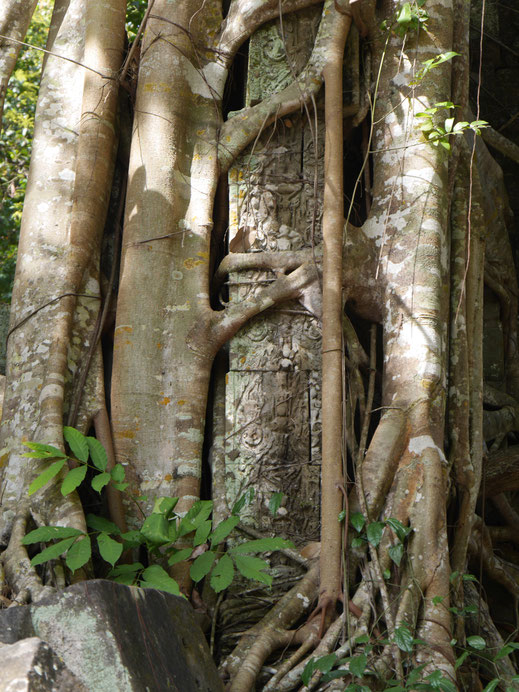 Im Würgegriff... Beng Mealea, Kambodscha (Foto Jörg Schwarz)