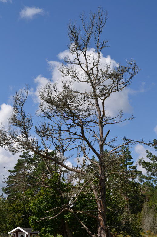 Nog een dode boom