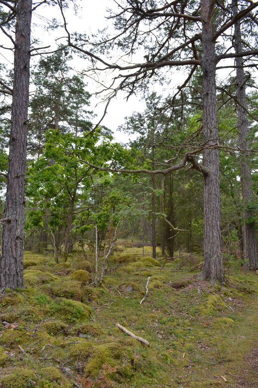 Prachtige stenen begroeid met mossen onder de bomen.