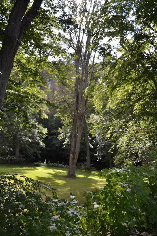 Oude boom in park in Edsbruk.