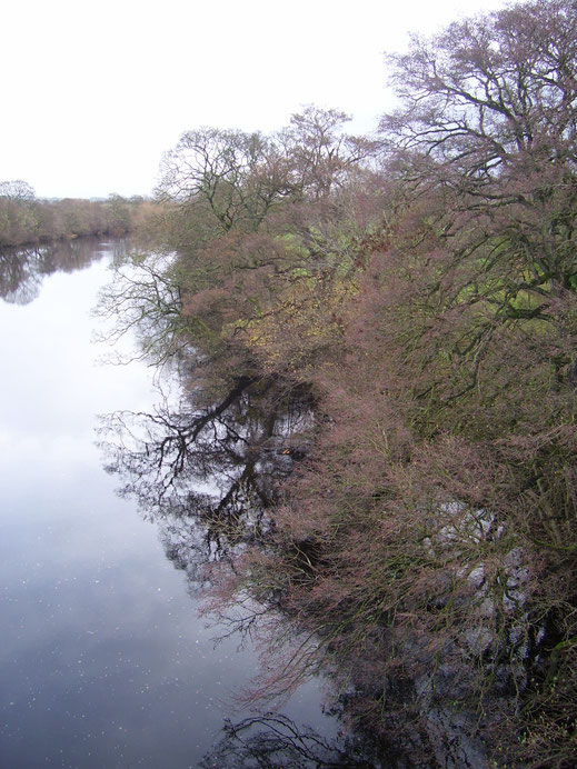 Bomen langs de rivier.