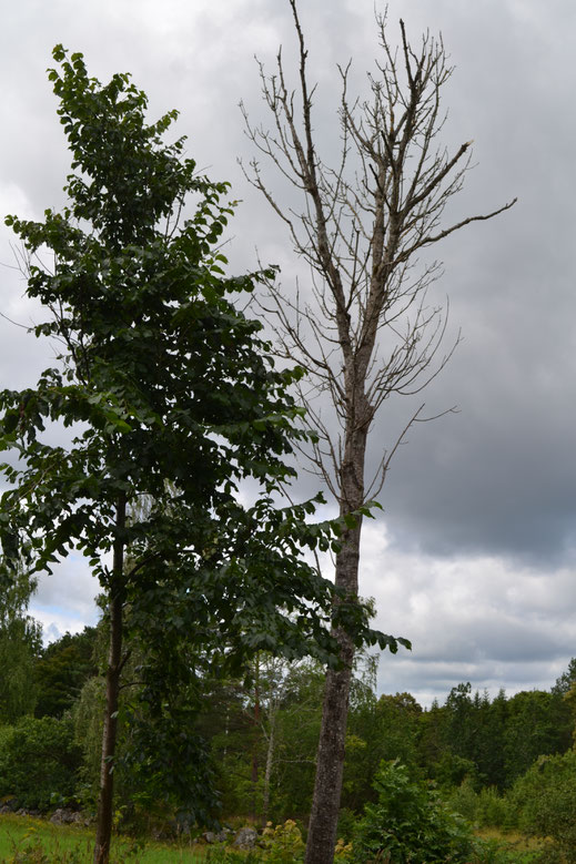 Hoewel het natuurlijk niet goed is als de boom dood is gegaan, ik houd ervan om het silhouet te fotograferen