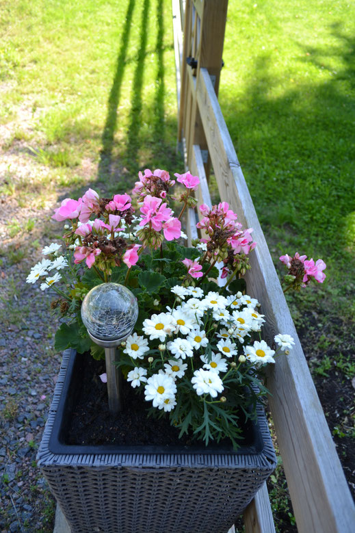 Wilde bloemen maar vooral ook bloemen in bloembakken langs de weg. 