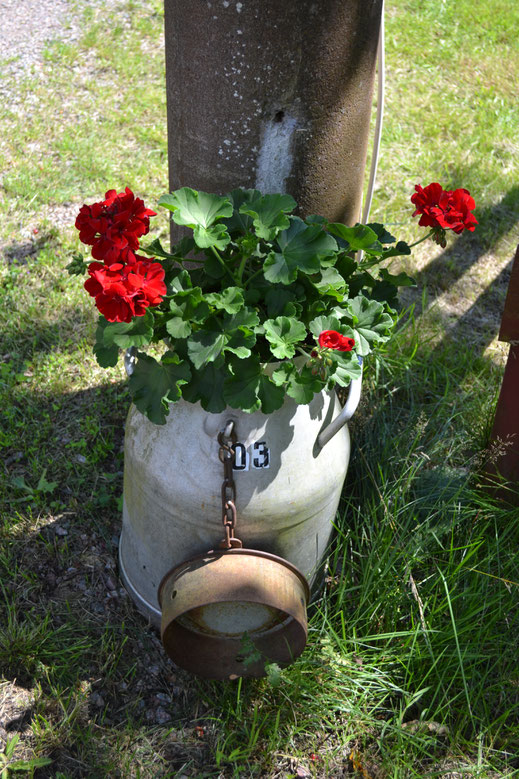 Geraniums in een oude melkbus