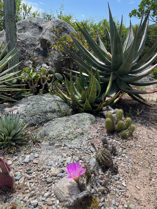 Kakteengarten im Ferienhaus Stazzu Rifugio Sardinien