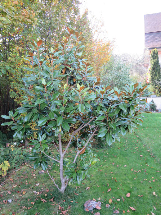 Magnolia grandiflora (immergrüne Mangolie) ausgepflanzt in Schaffhausen