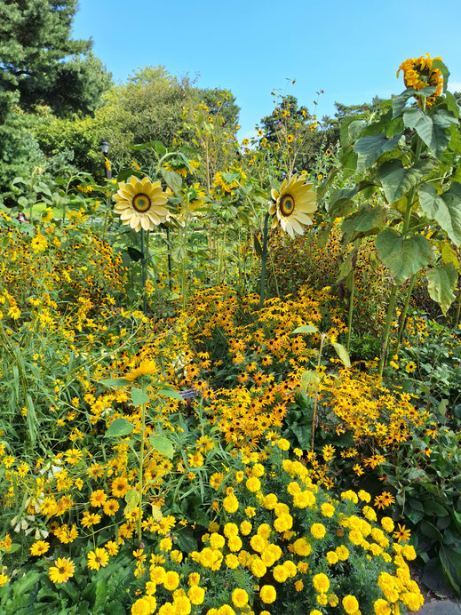 New York, tournesols au Botanical Garden