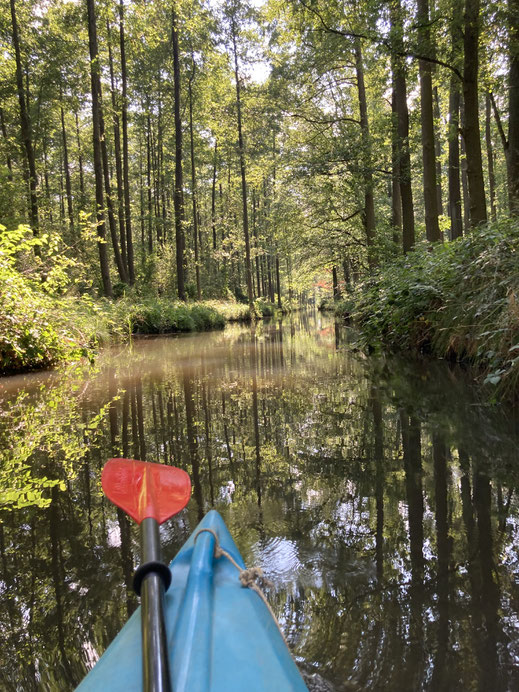 Zauberhafte Natur im Peterkanal im Hochwald, bei Burg-Kauper, Deutschland (Foto Magdalena Bosak)