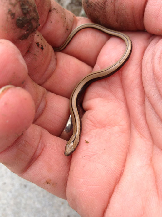 Blindschleiche (Anguis fragilis), Jungtier. © Dani Pelagatti