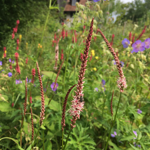 Kerzen-Knöterich (Persicaria amplexicaulis 'Rosea'). © Dani Pelagatti