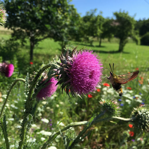 Hummelschwärmer (Hemaris fuciformis) an Nickender Distel (Carduus nutans). © Dani Pelagatti