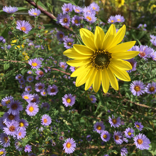 Staudensonnenblume (Helianthus 'Simon Wiesenthal') und Herbstaster (Aster x amethystinus 'Freiburg'). © Dani Pelagatti