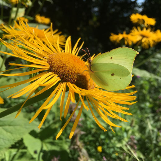 Zitronenfalter (Gonepteryx rhamni) auf Grosser Telekie (Telekia speciosa). © Dani Pelagatti