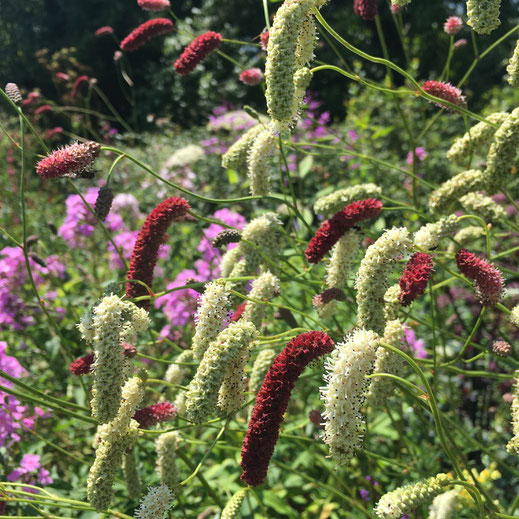 Wiesenknöpfe (Sanguisorba tenuifolia-Hybriden). © Dani Pelagatti