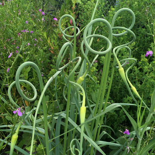 Schlangen-Knoblauch (Allium sativum var. ophioscorodon). © Dani Pelagatti