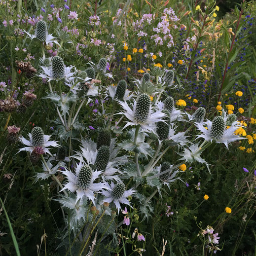 Elfenbeindistel (Eryngium giganteum). © Dani Pelagatti