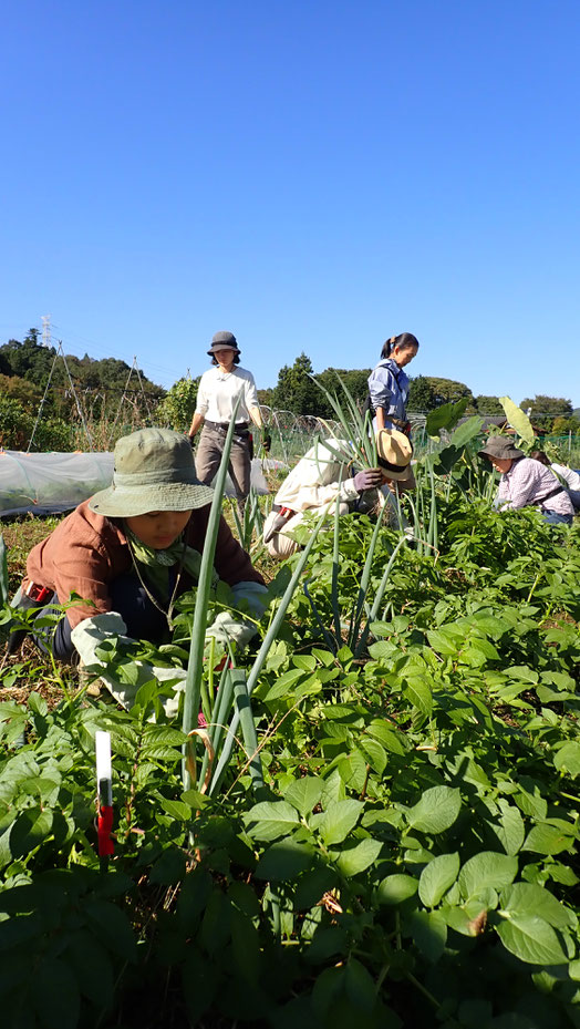 自然農を学ぶ農業体験農場　親子で野菜作り教室