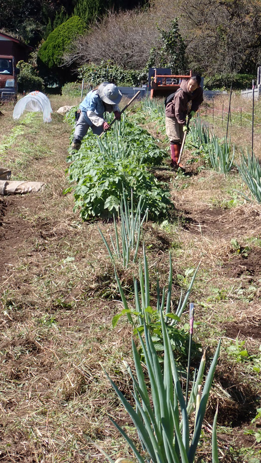 自然農の野菜づくりを学ぶ＠さとやま農学校