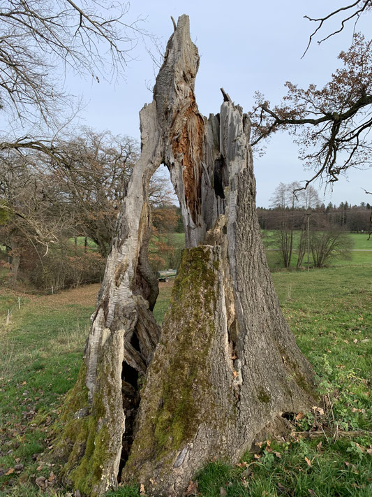 Eiche Seeshaupt