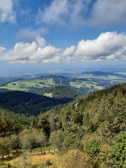 Blick nach Westen zur Holzschlägermatte