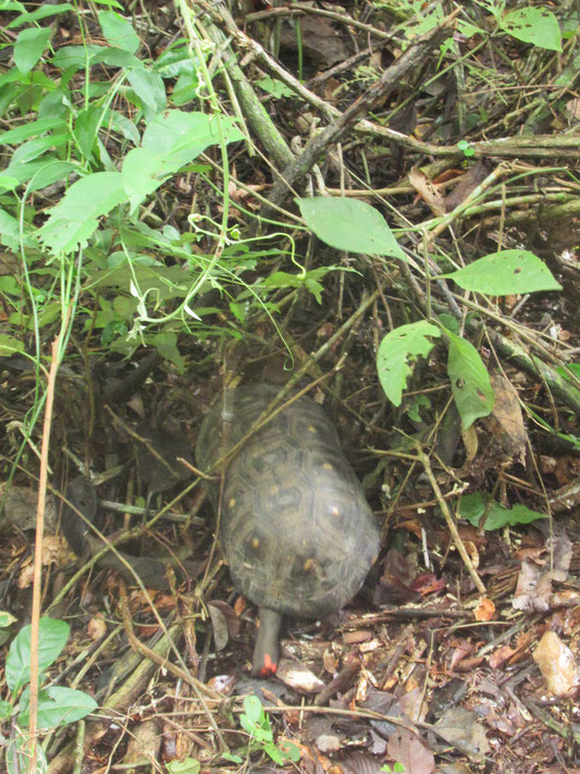 Kreuzender Verkehr auf der Reitsafari: Schildkröten...