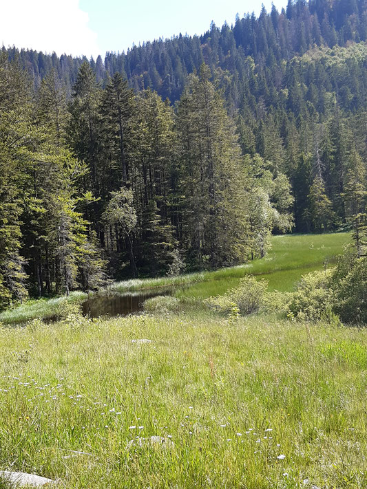 Blick auf das Feldbergmoor