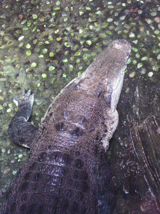 Pinjarra, das Riesenkrokodil