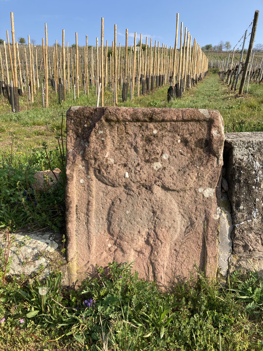 Le Mannel, un des cantons du Grand Cru Schoenenbourg nommé en raison de la silhouette d'un homme en armes gravée sur une pierre plate. photographie www.cheminsbioenalsace.fr