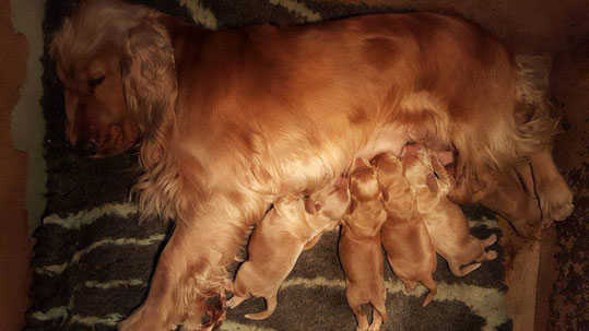 Mum and puppies 5 days old