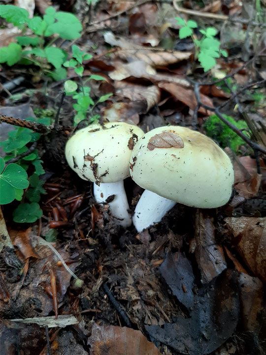 Russula, Täubling, Dassel, Pilzfinder-Solling, Günther Schier , Sommerpilze