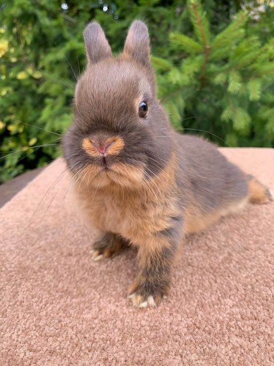 Elevage De Lapin Nain Ile De France