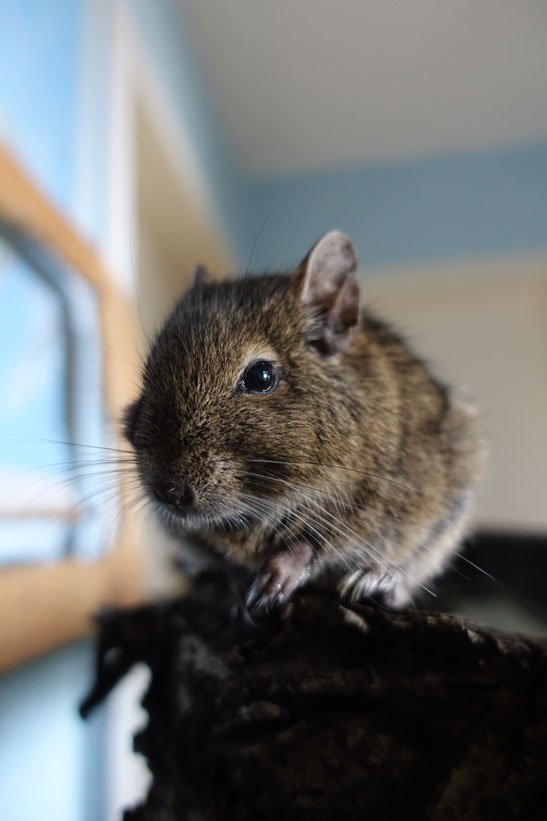 Degu Saarland Bodenheim