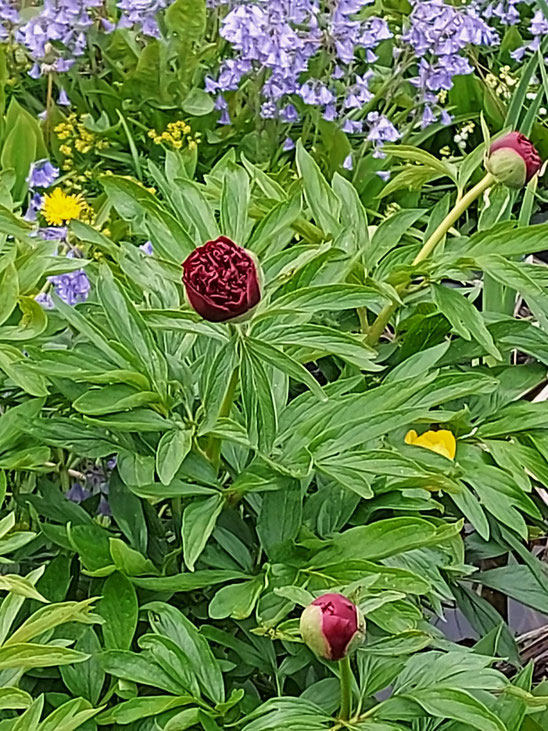 Eine meiner Lieblingsblumen: die dunkelrote gefüllte Pfingstrose