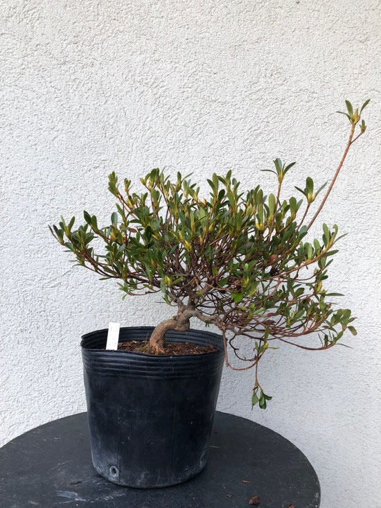 さつき花辞典：松波 さつき盆栽春夏秋冬 ｜ 松波 - BONSAI 趣味の