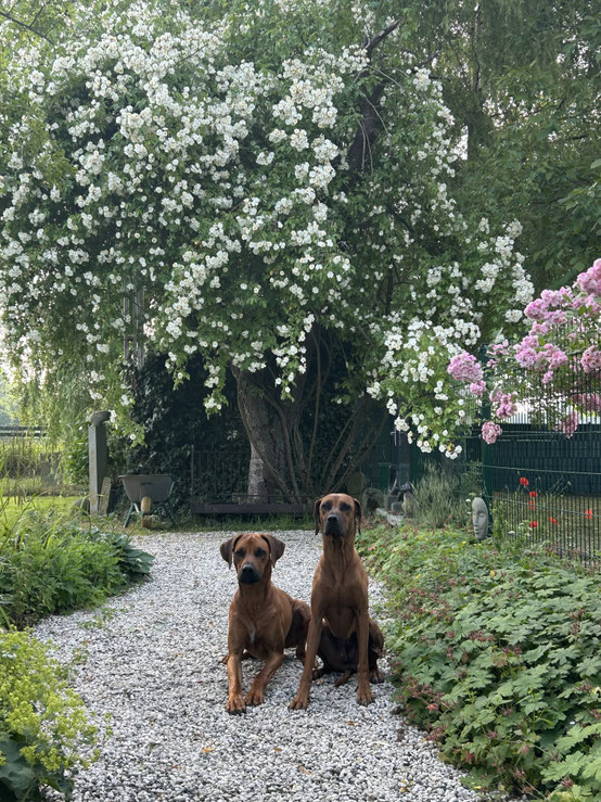 Hundepension Hundebetreuung Hundehotel in Lippstadt Warendorf Ennigerloh Ahlen Oelde Beckum Soest Anröchte Erwitte Rheda Bad Sassendorf Geseke Lippetal Wadersloh Langenberg Rietberg Gütersloh Versmold Clarholz Delbrück Warstein