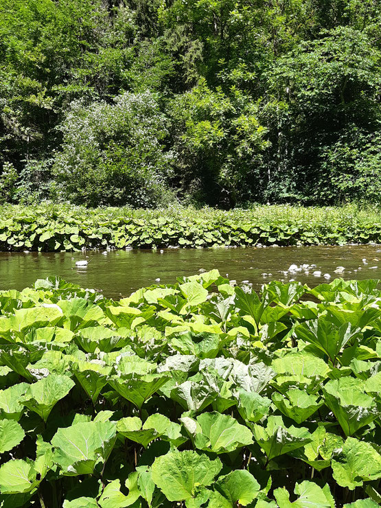 Pestwurz in der Wutach