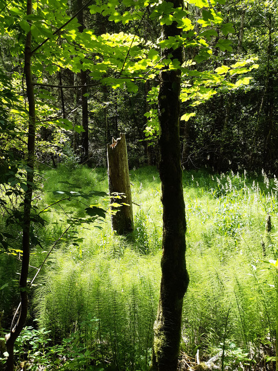Farne im Wald hinter der Schattenmühle