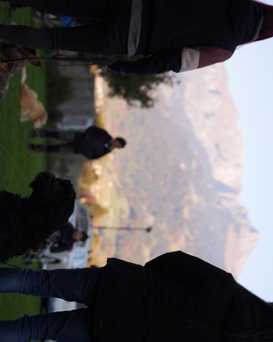 Mensch-Hunde Teams sind in einer ruhigen sozialer Stimmung