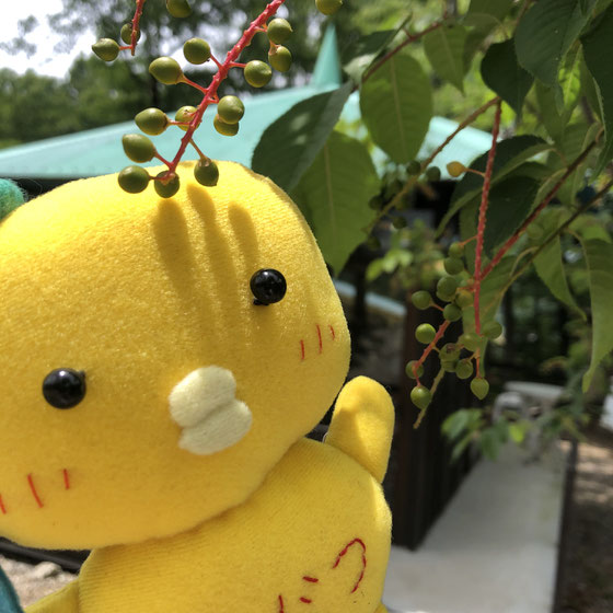 ウワズミザクラとげーじゅつまるくん