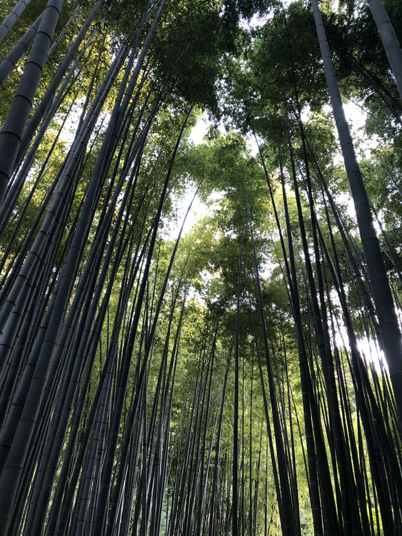 報国寺＿鎌倉_神奈川