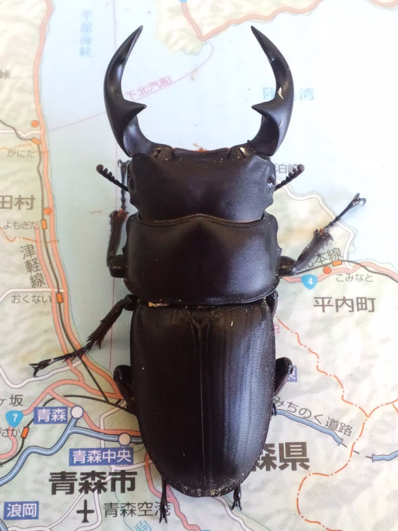 【野外採集品】アルキデスヒラタ　超短歯&超中歯セット　昆虫標本 m56725697820_1.jpg?1700822296