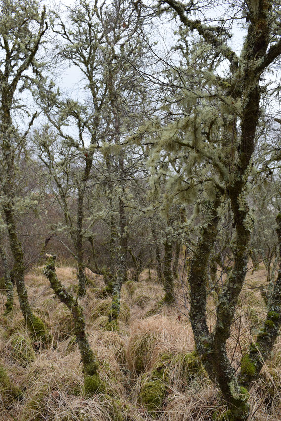 Ancient woodland, Islay