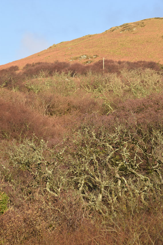 The Fairy Hill, Islay