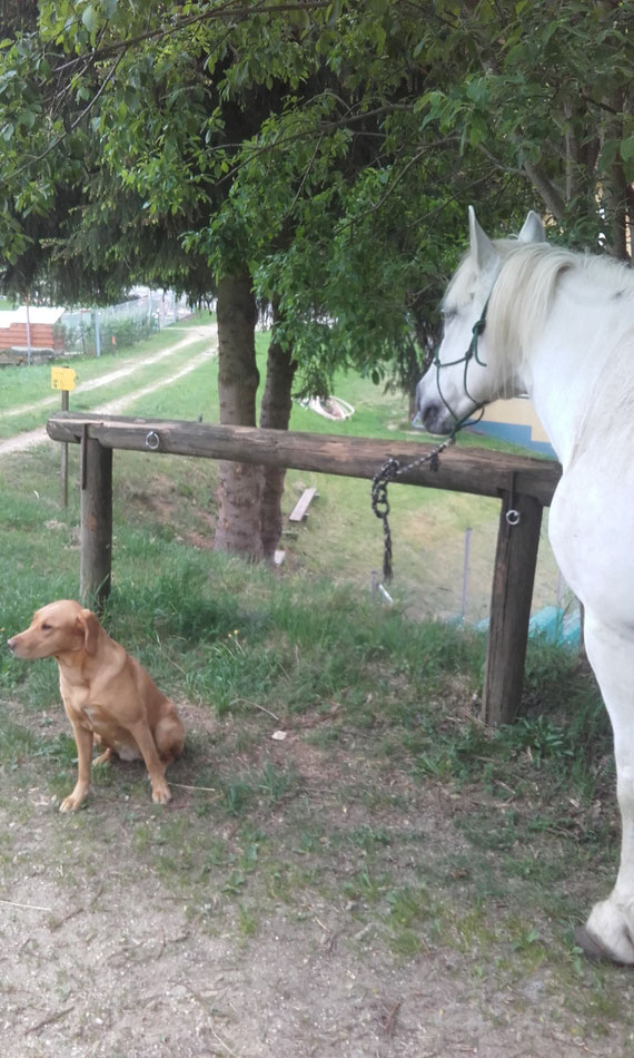 Rasse Und Geschichte Foxred Labrador Marienlindes Webseite