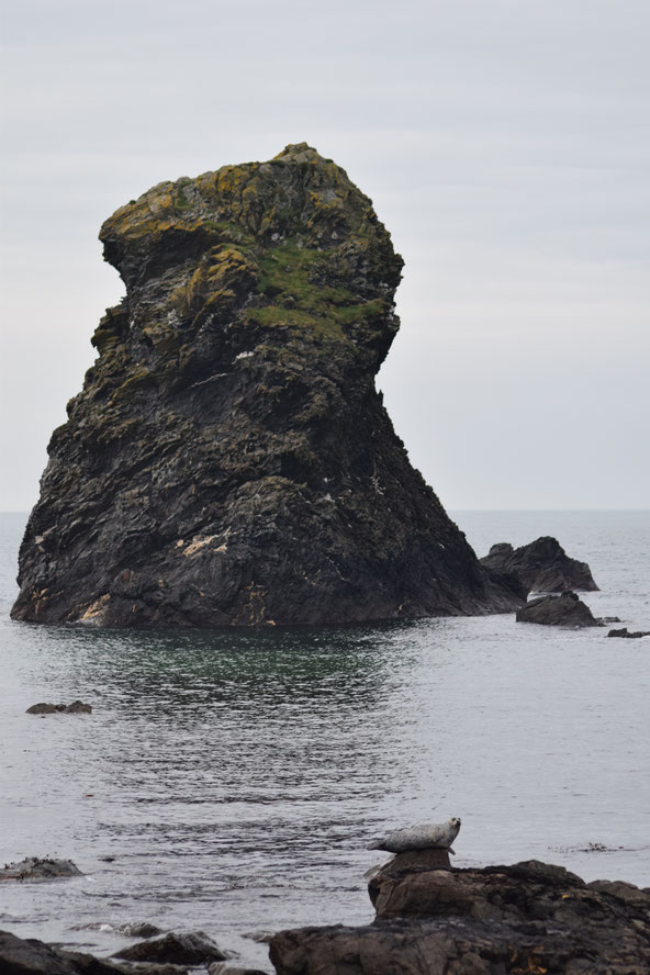 Seal, Isle of Islay, Scotland