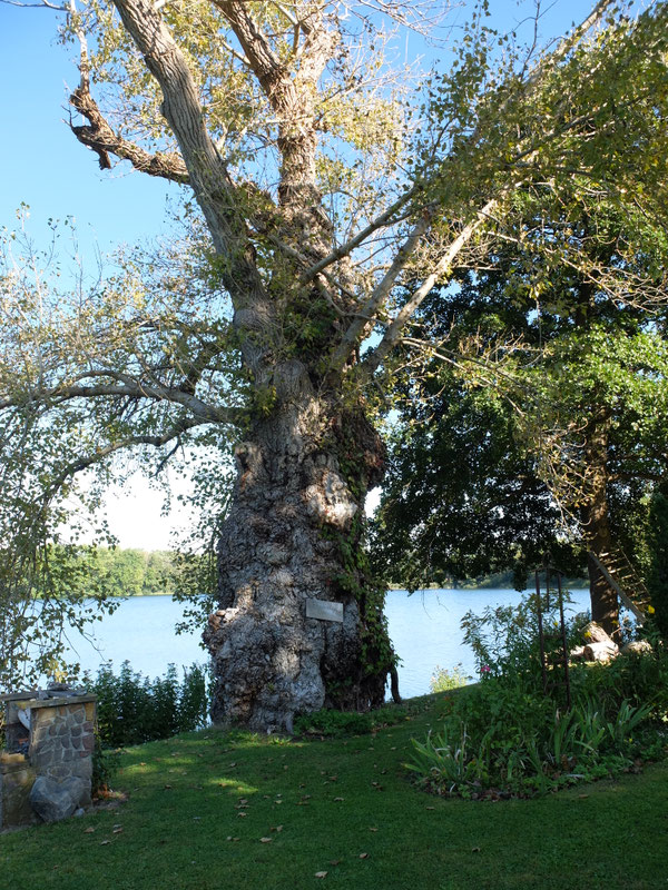 Pappel im Zauberfeengarten