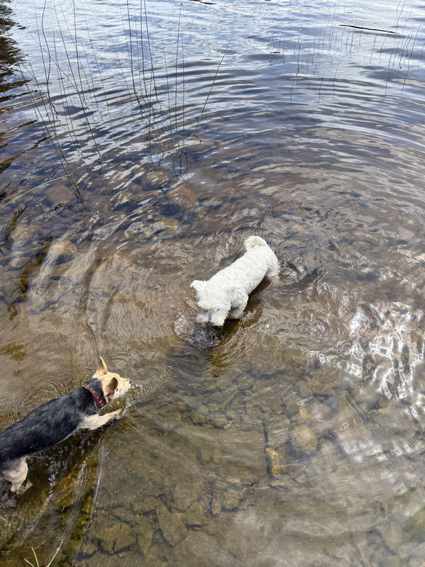 Meine Hunde genießen eine kleine Erfrischung im kühlen Wasser