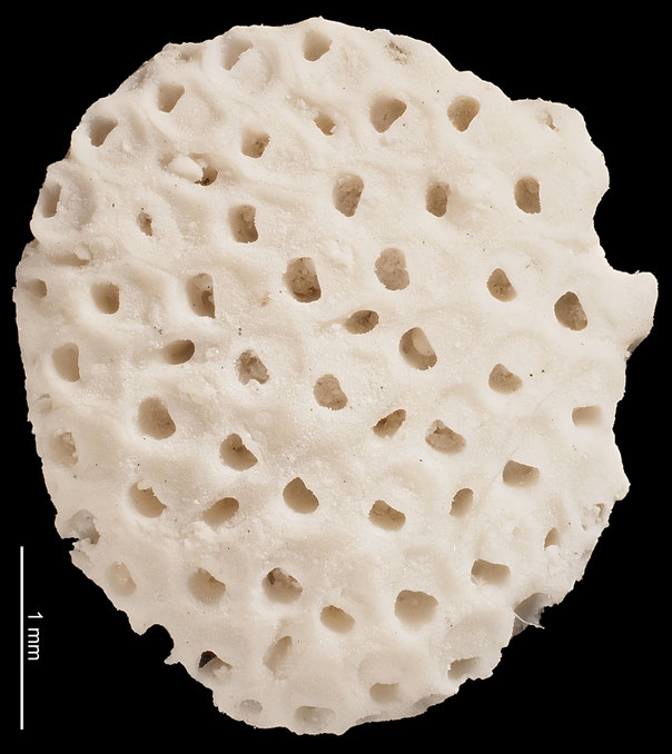 Senckenberg, Bryozoa, Bryozoen, Moostierchen, Sammlung Voigt