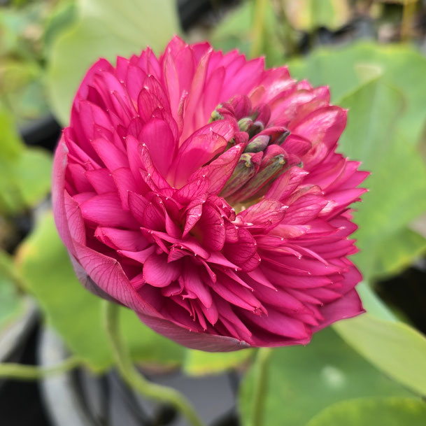 Nelumbo Zhongshan Thousand Petal Red 中山红台