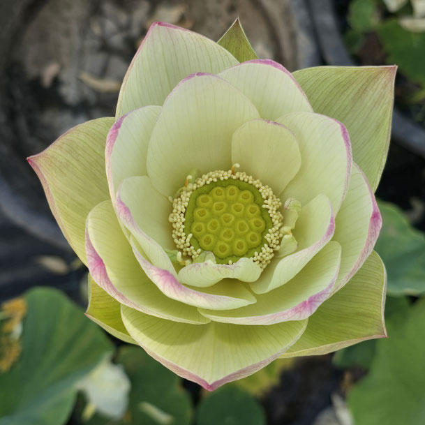 Nelumbo The Yangtze River Sail 扬子江帆